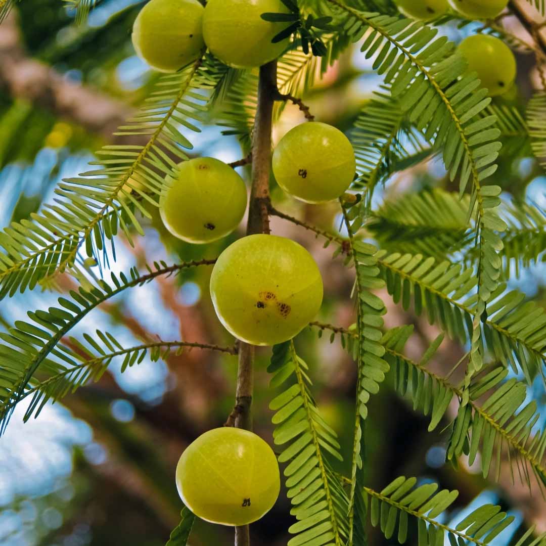 Amla Powder. Minature, Ayurveda Store NZ