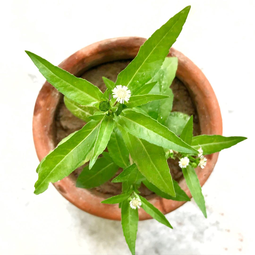 Bhringraj Powder, Minature, Ayurveda Store NZ
