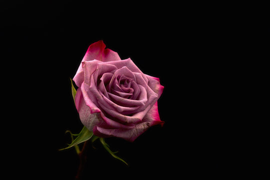 Rose Petal Powder, Minature, Ayurveda Store NZ