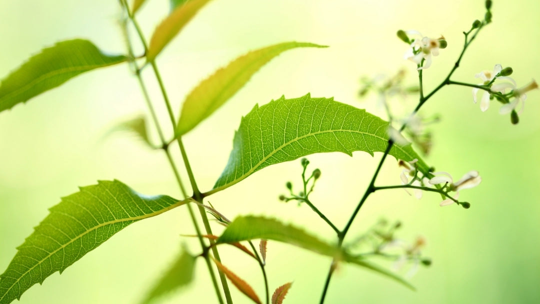 Neem – The Treasure Herb of Ayurveda