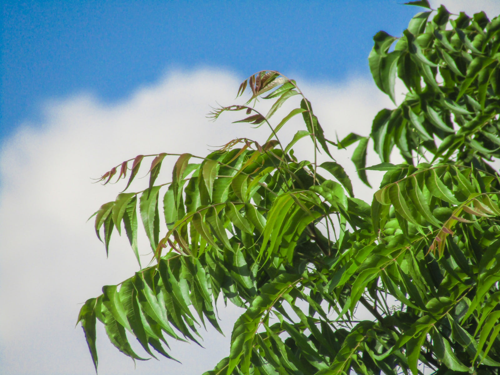 neem, ayurveda store nz, azadirachta indica