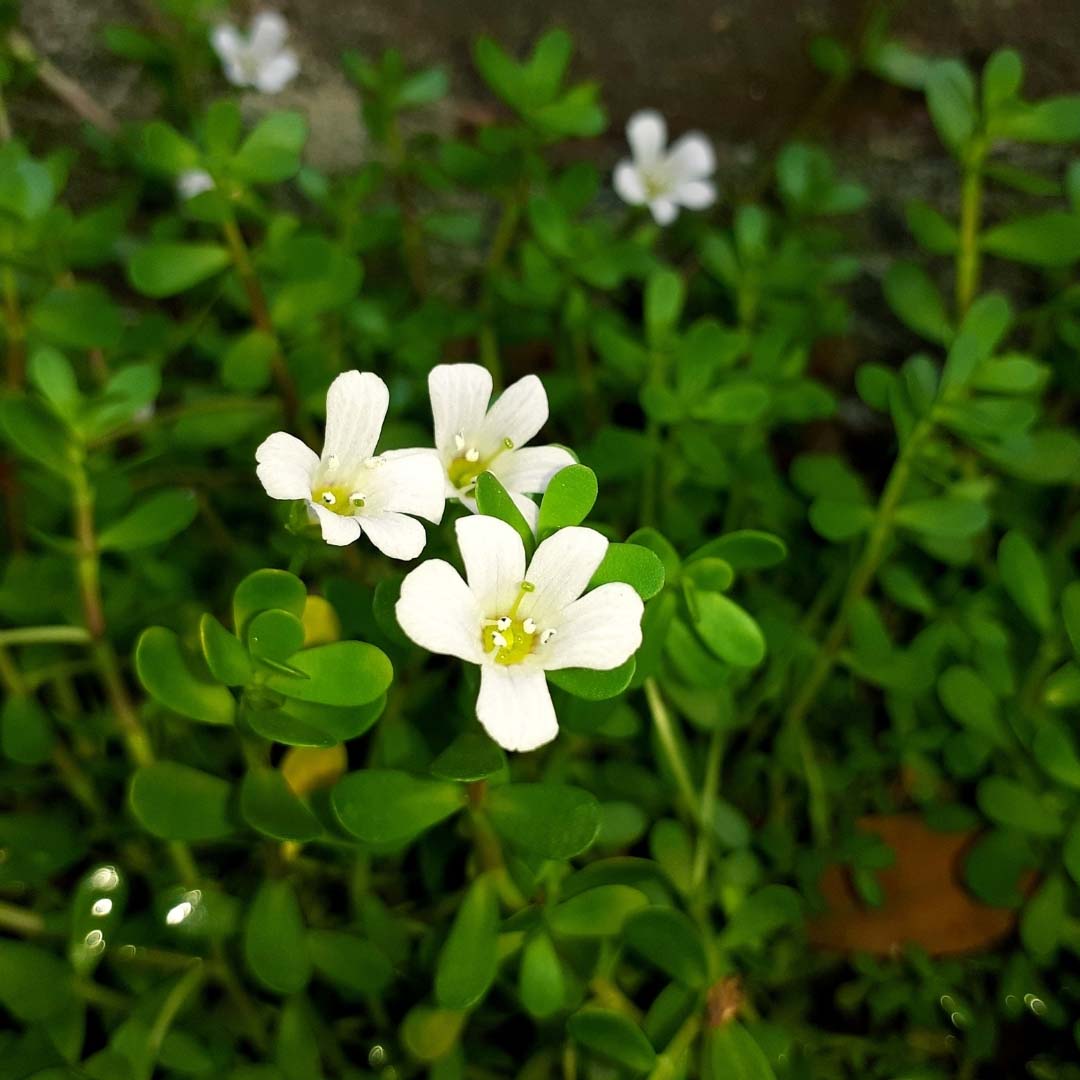 Brahmi, Minature, Ayurveda Store NZ