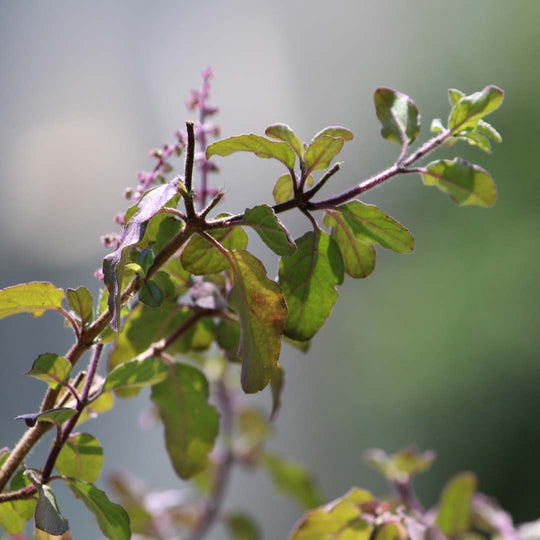 Tulsi, Holy Basil, Minature, Ayurveda Store NZ