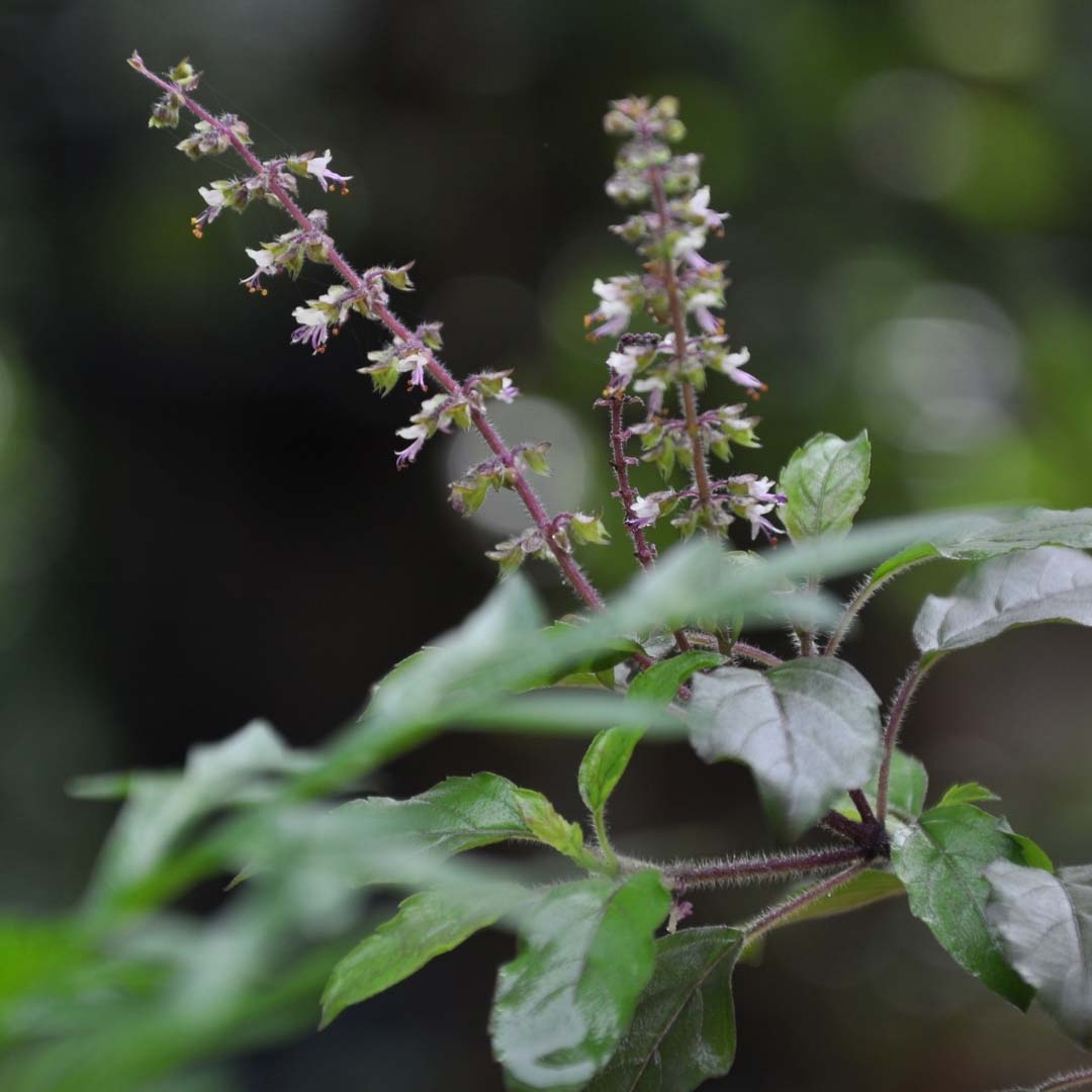 Tulsi, Holy Basil, Minature, Ayurveda Store NZ