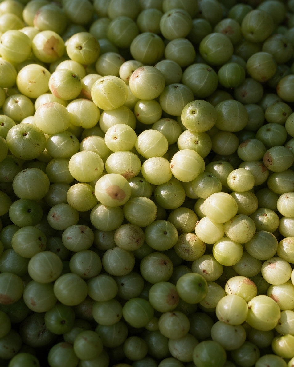 A close-up pile of pale amla fruits filling the frame, with soft sunlight and shadows across the surface.
