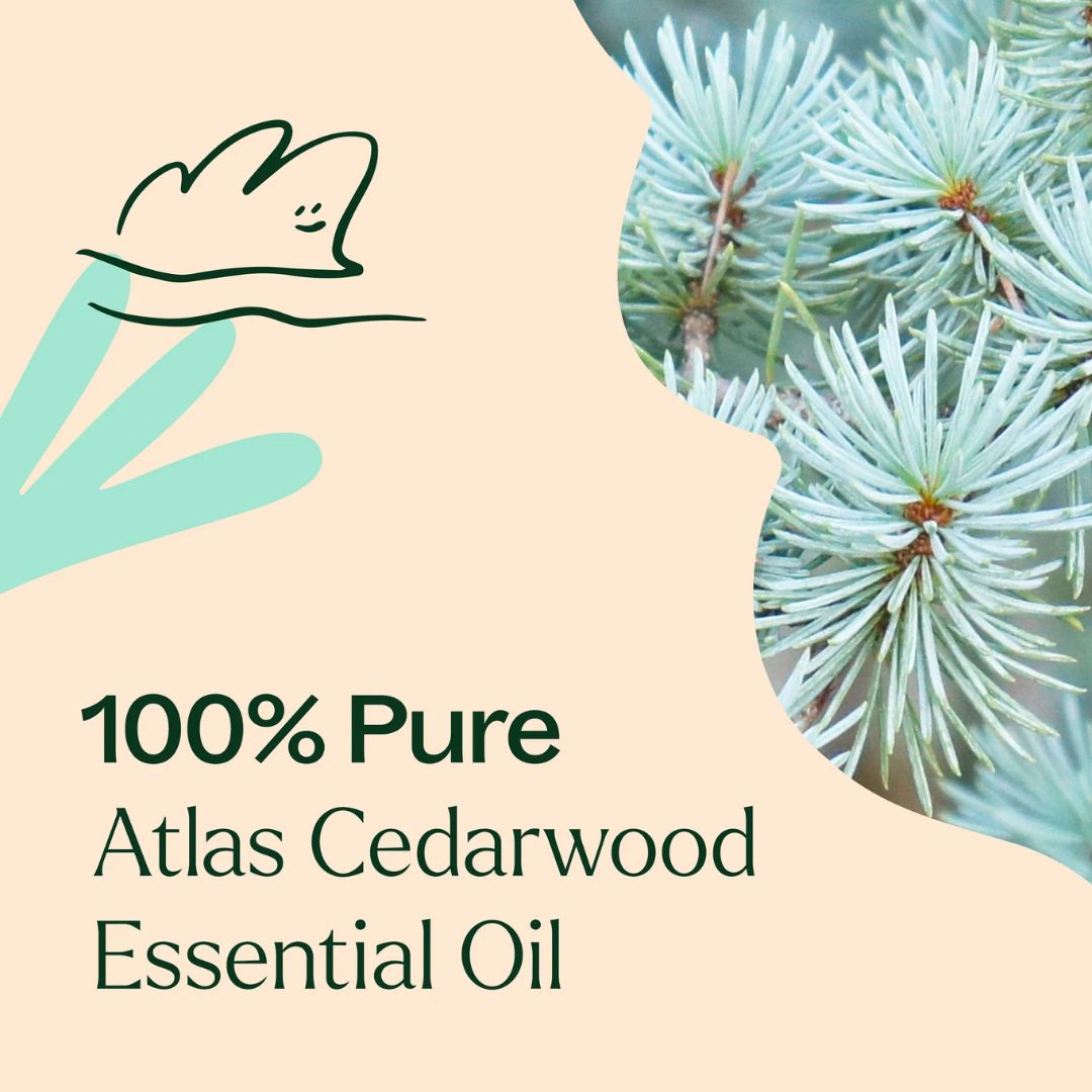 Organic Atlas Cedarwood Essential Oil, Plant Therapy, Ayurveda Store NZ