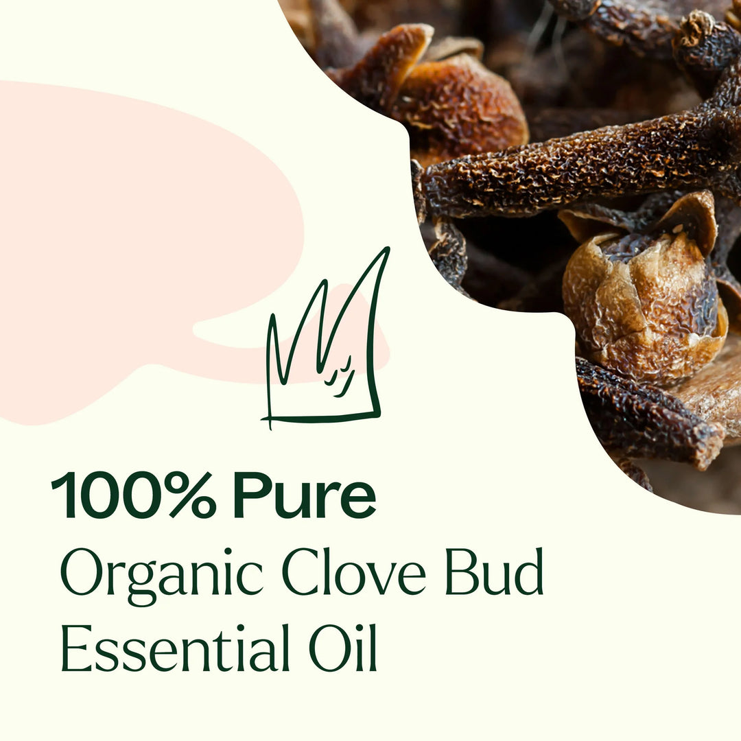 Organic Clove Bud Essential Oil, Plant Therapy, Ayurveda Store NZ