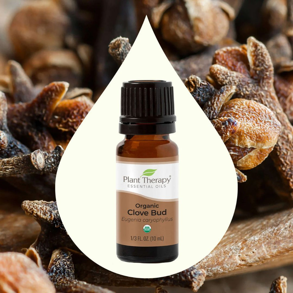 Organic Clove Bud Essential Oil, Plant Therapy, Ayurveda Store NZ