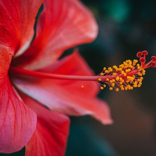 Organic, Hibiscus Powder, Ayurveda Store NZ