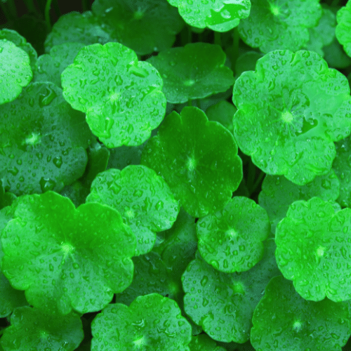 Organic, Gotu Kola Powder, Ayurveda Store, NZ